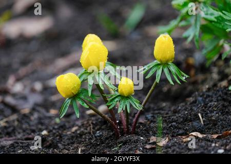 Winterakonit, Eranthis hyemalis. Leuchtend gelbe Blütenknospen im späten Winter/frühen Frühling Stockfoto