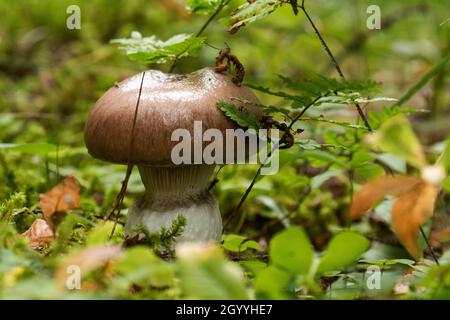 Ein kleiner fruchtbarer Körper eines schleimigen Gipskappens, der Gomphidius glutinosus-Pilz im estnischen Borealwald. Stockfoto