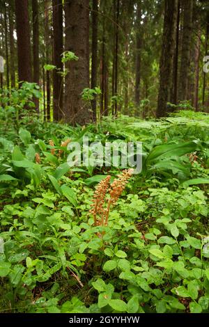 Eine einzigartige europäische Vogelnest-Orchidee, Neottia nidus-avis, die in einem alten estnischen Wald blüht. Stockfoto