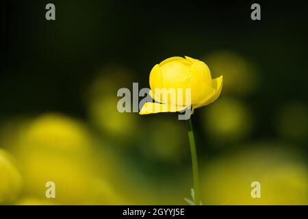 Nahaufnahme einer wunderschönen gelben Globeblume, Trollius europaeus, aufgenommen auf einer estnischen überfluteten Wiese in Nordeuropa. Stockfoto