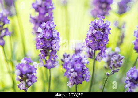 Weicher und selektiver Fokus auf Lavendelblüten. Schöner Lavendel im Blumengarten. Hintergrund, aromatische Pflanze, die Schönheit der Frühlingsnatur Stockfoto