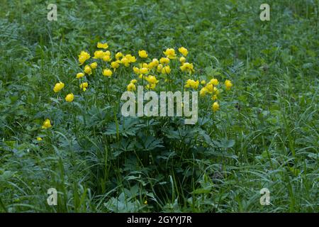 Eine Gruppe von Globeblumen, Trollius europaeus blüht im Spätfrühling in Nordeuropa. Stockfoto