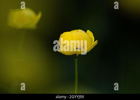 A small spider hiding between Globeflower, Trollius europaeus petals. Stock Photo