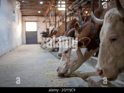 Nahaufnahme von simmentaler Kühen, die Konzentratfutter vom Boden fressen Stockfoto