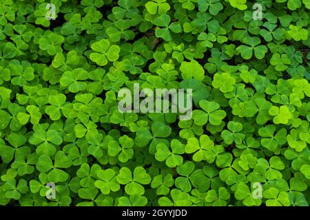 Waldboden bedeckt mit frischem und grünem Gemeinen Sorrel, Oxalis acetosella Pflanzen während eines späten Frühlings in Estland, Nordeuropa. Stockfoto