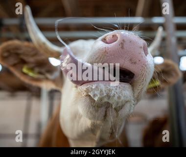 Nahaufnahme der Schnauze des Kalbes nach dem Stillen, Zunge leckt Milch Stockfoto