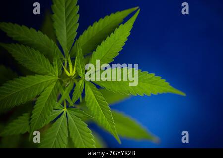 Cannabisbusch auf blauem Hintergrund. Nahaufnahme. Stockfoto