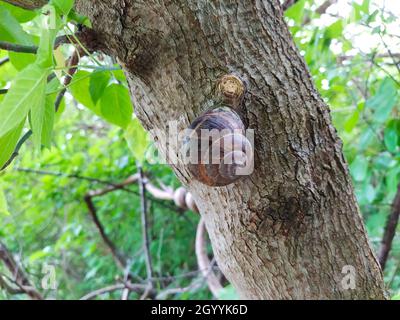 Große braune Schnecke auf einem Baum Stockfoto