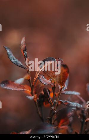 Rot-braune Blätter der typischen finnischen Pflanze Vaccinium oxycoccos. Herbstsaison in vollem Gange. Oktober und November. Farbpalette. Region Kainuu, F Stockfoto