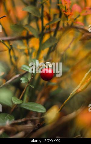 Detail der Herbstfrüchte, die in der finnischen Landschaft in der Region Kainuu wachsen. Vaccinium oxycoccos inmitten vieler Abrev bei Sonnenuntergang. Köstliche kleine cran Stockfoto