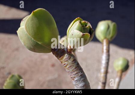 Cactacea Nahaufnahme Stockfoto