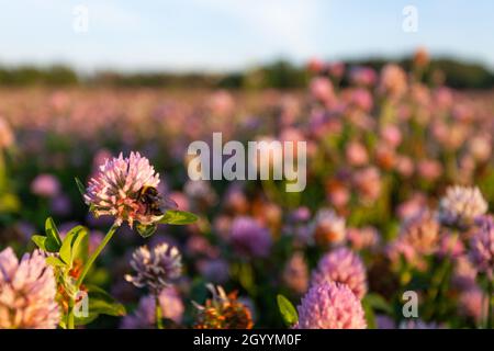 Üppiger Rotklee, Trifolium pratense blüht an einem Sommerabend auf estnischem Grasland. Stockfoto