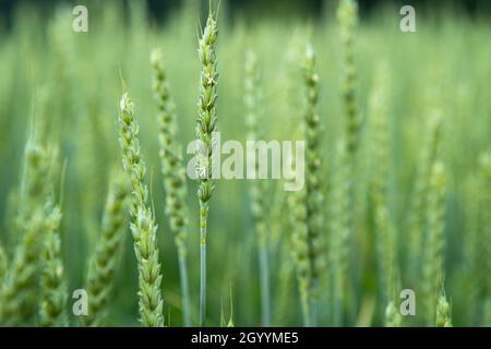 Grünes Weizenfeld. Saftig frische Ohren des jungen grünen Weizens auf der Natur im Frühling oder Sommer Feld. Ohren von grünem Weizen aus nächster Nähe. Hintergrund des reifenden Ohrs Stockfoto