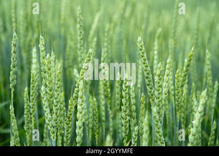 Grünes Weizenfeld. Saftig frische Ohren des jungen grünen Weizens auf der Natur im Frühling oder Sommer Feld. Ohren von grünem Weizen aus nächster Nähe. Hintergrund des reifenden Ohrs Stockfoto