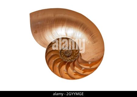 Querschnitt der Schale eines Nautilus. Der nautilus ist eine pelagische Meeresmuschel der Familie der Cepalopoden Nautilidae. Stockfoto