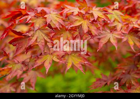 Herbstlaub - Herbstblätter. Herbst bunte rote Ahornblätter auf grünem Hintergrund. Nahaufnahme der Ahornblätter. Schöne Natur Hintergrund Stockfoto