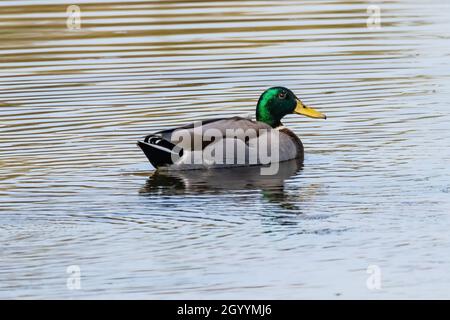 Eine männliche Stockente oder Wildente (Anas platyrhynchos) auf einem Teich im Naturschutzgebiet Marismas del Odiel, Huelva, Andalusien, Spanien Stockfoto