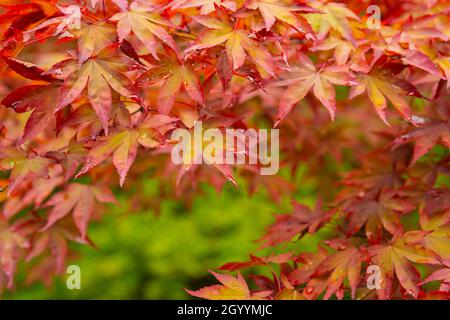 Herbstlaub - Herbstblätter. Herbst bunte rote Ahornblätter auf grünem Hintergrund. Nahaufnahme der Ahornblätter. Schöne Natur Hintergrund Stockfoto