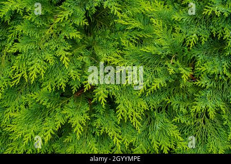 Frische grüne Kiefernblätter. Orientalische Arborvitae. Thuja orientalis (auch bekannt als Platcycladus orientalis). Blattstruktur Hintergrund für Design Laub patt Stockfoto