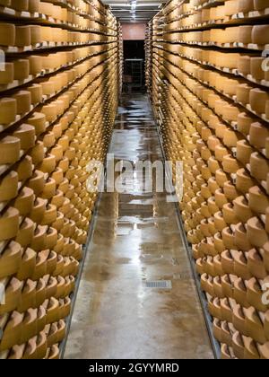 Lange Reihen mit großen Rädern Schweizer Gruyere reifen im Käsetagebuch in Gruyere, Schweiz. Stockfoto