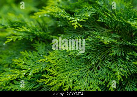 Frische grüne Kiefernblätter. Orientalische Arborvitae. Thuja orientalis (auch bekannt als Platcycladus orientalis). Blattstruktur Hintergrund für Design Laub patt Stockfoto