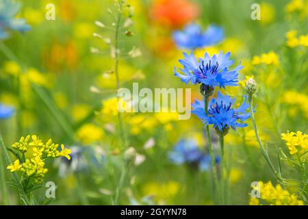 Leuchtend blaue Kornblumen (Centaurea cyanus) auf dem Feld im Sommer an einem sonnigen Tag. Kornblumen schließen sich im grünen Gras. Feld mit Kornblumen Stockfoto