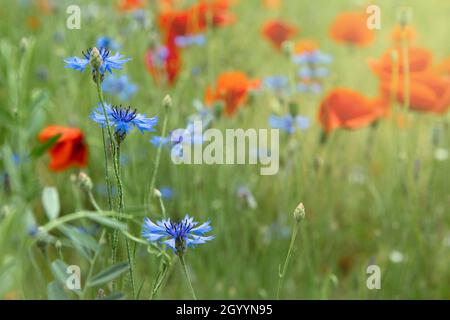 Schöne rote Mohnblumen und blaue Kornblumen auf einem Feld an einem sonnigen Sommertag. (Papaver Rhoeas, Flanderns Mohn, Centaurea cyanus) Stockfoto