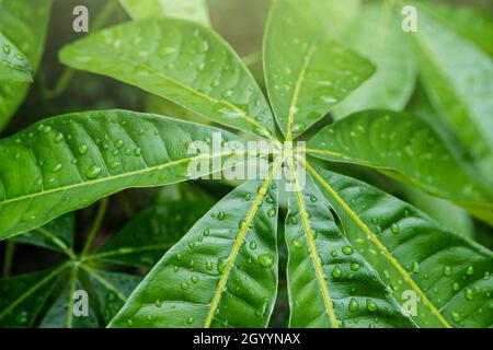Grünes Blatt mit Wassertropfen. Große schöne Tropfen durchsichtigen Regenwassers auf einem grünen Blatt. Tau-Tropfen am Morgen leuchten in der Sonne Stockfoto