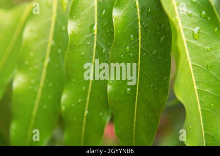 Grünes Blatt mit Wassertropfen. Große schöne Tropfen durchsichtigen Regenwassers auf einem grünen Blatt. Tau-Tropfen am Morgen leuchten in der Sonne Stockfoto