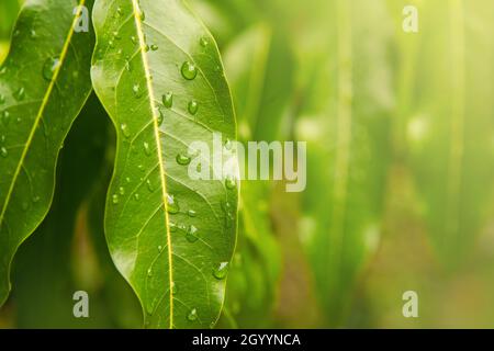 Grünes Blatt mit Wassertropfen. Große schöne Tropfen durchsichtigen Regenwassers auf einem grünen Blatt. Tau-Tropfen am Morgen leuchten in der Sonne Stockfoto