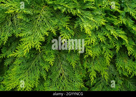 Frische grüne Kiefernblätter. Orientalische Arborvitae. Thuja orientalis (auch bekannt als Platcycladus orientalis). Blattstruktur Hintergrund für Design Laub patt Stockfoto