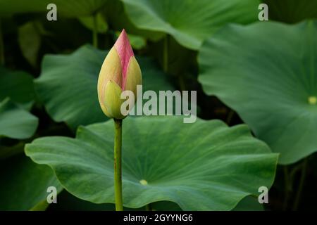 Lotusknospe im Teich. Eine Knospe rosa Lotusblume stehen allein und Blatt Hintergrund Stockfoto