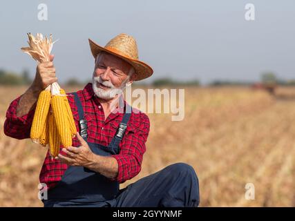 Senior Farmer mit Strohhut hält Maiskolben im Maisfeld während der Ernte im Frühherbst Stockfoto