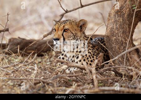 Cheetah - Acinonyx jubatus große Katze aus Afrika und dem zentralen Iran. Es ist das schnellste Landtier, Vielfalt der Lebensräume Savannen, arder Berg r Stockfoto