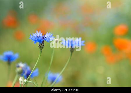 Schöne rote Mohnblumen und blaue Kornblumen auf einem Feld an einem sonnigen Sommertag. (Papaver Rhoeas, Flanderns Mohn, Centaurea cyanus) Stockfoto