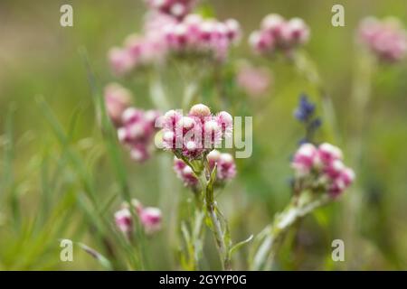 Eine kleine blühende rosa Catsfoot, Antennaria dioica Blume in Nordeuropa. Stockfoto