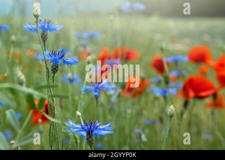 Schöne rote Mohnblumen und blaue Kornblumen auf einem Feld an einem sonnigen Sommertag. (Papaver Rhoeas, Flanderns Mohn, Centaurea cyanus) Stockfoto