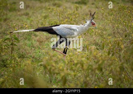 Secretarybird oder Secretary Bird - Schütze serpentarius großer, meist terrestrischer Greifvogel, endemisch in Afrika, Grasland und Savanne des Su Stockfoto