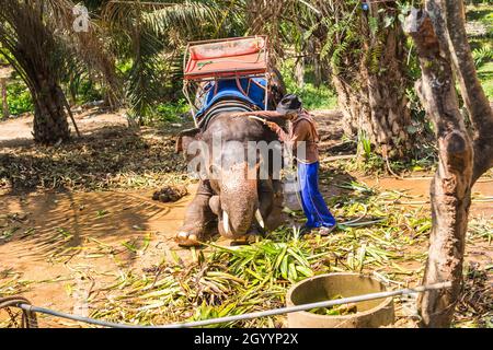 Thailand, Samui - 10. MAI 2016: Besitzer kümmert sich um den Elefanten. Stockfoto