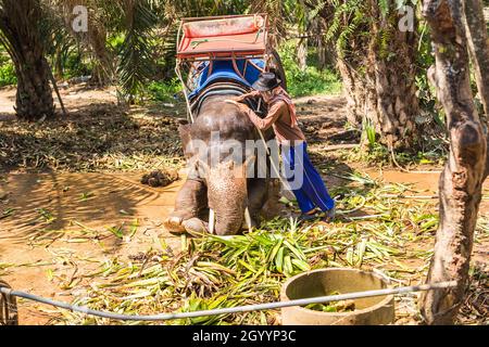 Thailand, Samui - 10. MAI 2016: Besitzer kümmert sich um den Elefanten. Stockfoto