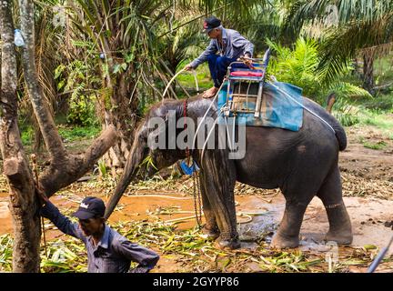 Thailand, Samui - 10. MAI 2016: Besitzer kümmert sich um den Elefanten. Stockfoto