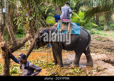 Thailand, Samui - 10. MAI 2016: Besitzer kümmert sich um den Elefanten. Stockfoto