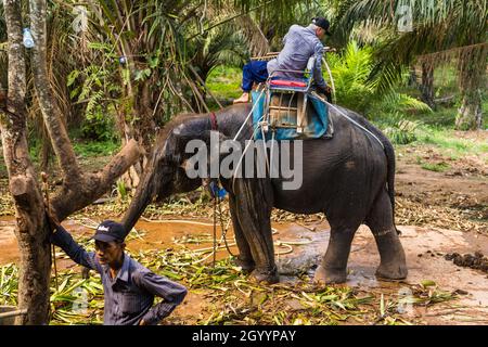 Thailand, Samui - 10. MAI 2016: Besitzer kümmert sich um den Elefanten. Stockfoto