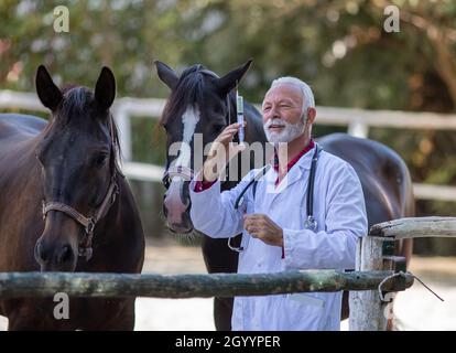 Tierarzt hält Spritze mit Nadel vor Pferden auf der Ranch Stockfoto