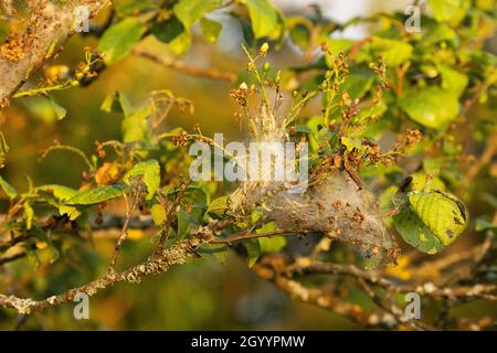 Eine Gruppe Bird-Cherry-Mine, Yponomeuta evonymella in einem Netz, das an Bird-Cherry-Tree-Zweige befestigt ist. Stockfoto