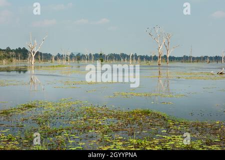 Tote Bäume im Jayatataka Baray (Stausee) in Angkor bei Neak Pean, Kambodscha Stockfoto