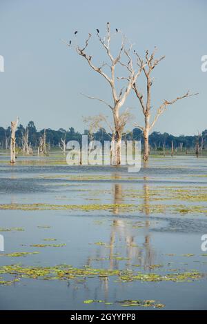 Tote Bäume im Jayatataka Baray (Stausee) in Angkor bei Neak Pean, Kambodscha Stockfoto