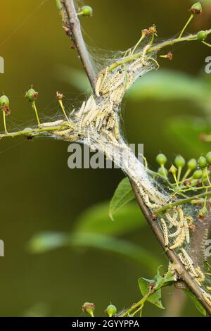 Eine Gruppe Bird-Cherry-Mine, Yponomeuta evonymella in einem Netz, das an Bird-Cherry-Tree-Zweige befestigt ist. Stockfoto