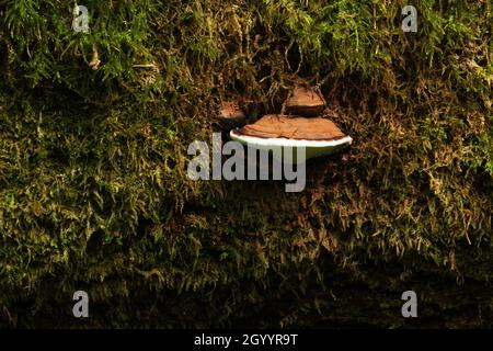 Ein Halterungspilz namens Bärenbrot, Ganoderma applanatum, der auf einem toten Weichholzbaum wächst. Stockfoto