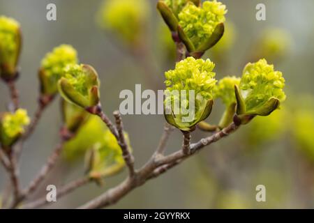 Nahaufnahme des kleinen norwegischen Ahorns, Acer platanoides blüht während des Frühlings in Estland, Nordeuropa. Stockfoto